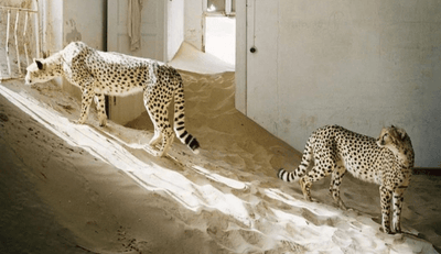 Call of the Wild